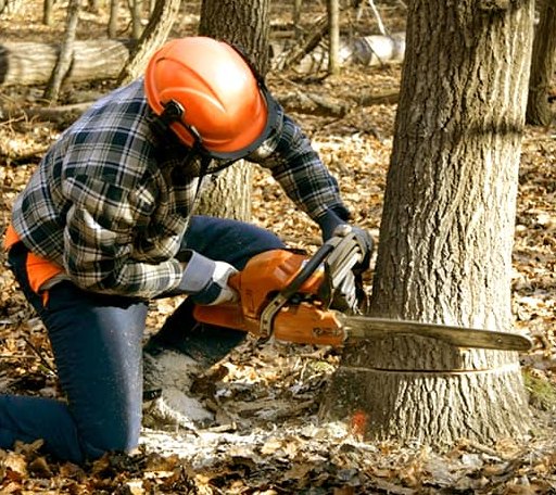 Tree Removal in Lilly, GA